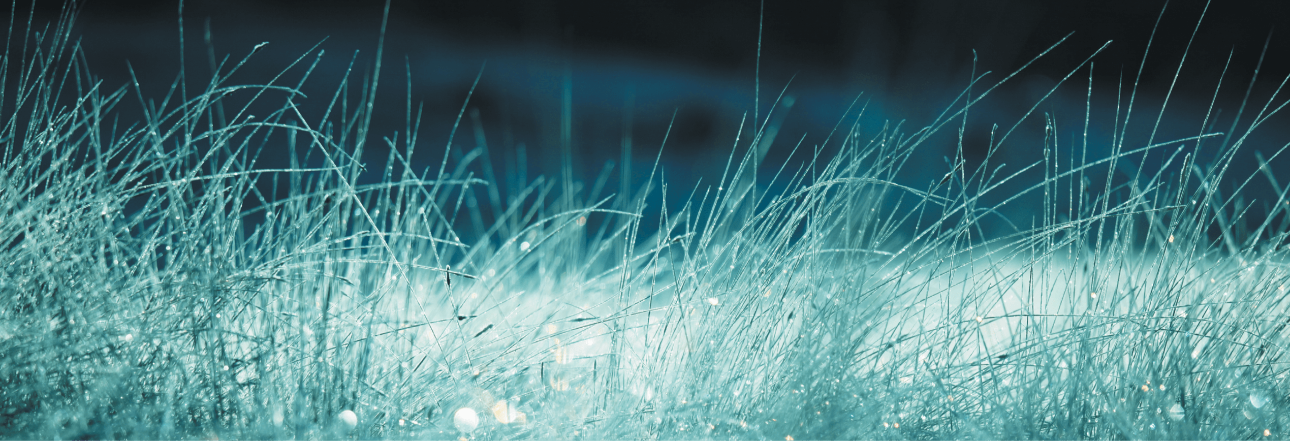 Close-up of wet grass