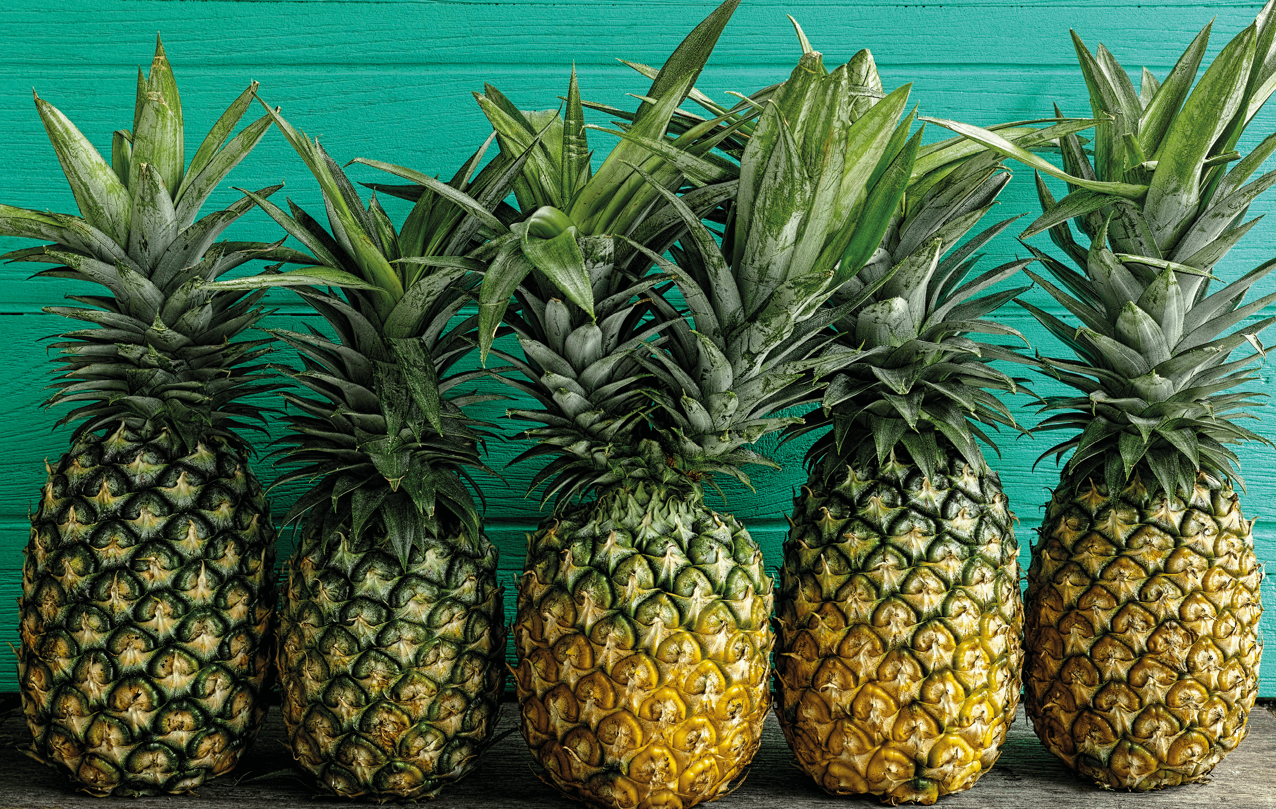 A fresh colorful two-headed tropical pineapple standing in the center of a row of other pineapples on a rustic wooden table against a turquoise wooden walled background. Some copy space above the fruit.