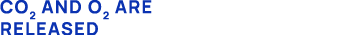 CO2 and O2 are released